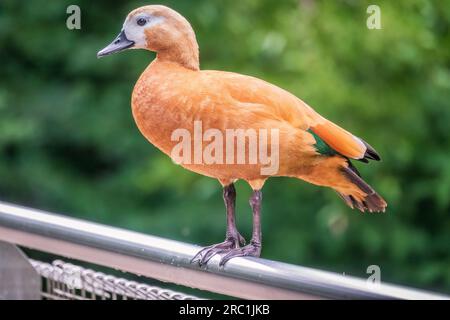 Ruddy Shelduk steht auf einem Metallzaun, Ruddy Shelduk, Tadorna ferruginea. Es handelt sich um eine Entenfamilie von Wasservögeln, ähnlich der gewöhnlichen. Der Vogel hat einen Orang Stockfoto