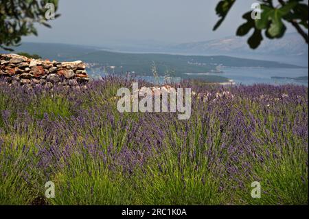 Lavendelfeld auf der Insel Hvar, Kroatien über der Adria Stockfoto