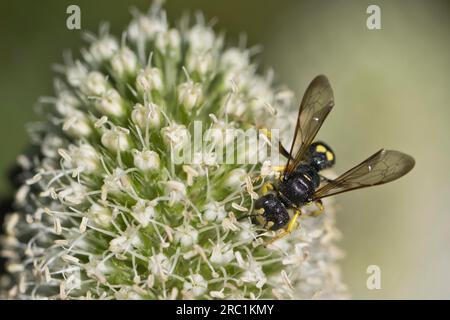 Tonwespen (Ancistrocerus) auf Menschenstreu (Eryngium giganteum), Emsland, Niedersachsen, Deutschland Stockfoto