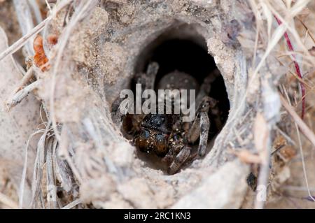 Südrussische Tarantel (Lycosa sinerivensis), wartet in Tube, Griechenland Stockfoto