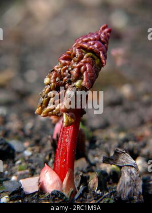 Rhabarber (Rheum rhabarbarum) neue Triebe, gewöhnlicher Rhabarber Stockfoto