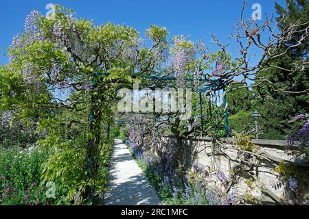 Chinesische Wisteria sinensis, China (fabaceae) Stockfoto