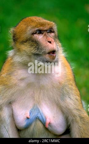 Barbary Macaque (Macaca sylvanus), Magot Zoo Rheine Stockfoto