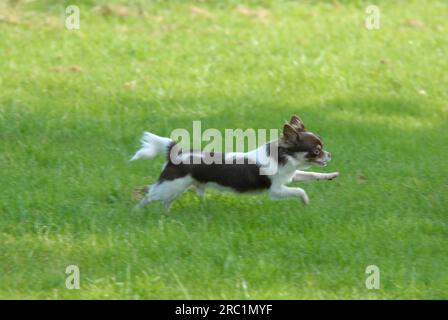 Junger Chihuahua, 7 Monate alt, männlich, Longair, Schokoladenbraun mit Weiß, Rattenschwanz, läuft über eine Wiese, FCI Standard No. 218, Chihuahua, 7 Monate Stockfoto