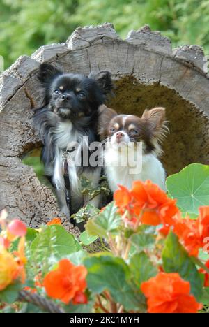 Zwei Chihuahua, Männchen, Longhair, dreifarbig und schokoladenbraun mit Weiß, Seite an Seite in einem hohlen Baumstamm, FCI-Standard Nr. 218, zwei Chihuahua Stockfoto