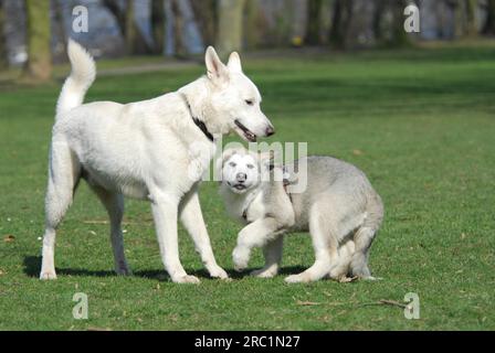 Ein Weißer Schweizer Schäferhund (Canis lupus familiaris) und ein junger Alaska Malamute, 15 Wochen alter Welpe, spielen zusammen, FCI-Standard Nr. 347 Stockfoto