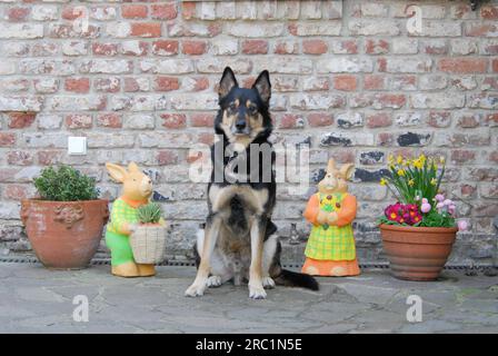 Deutscher Schäferhund (Canis lupus familiaris) gemischte Rasse, neben der Osterdekoration in einem Innenhof, deutscher Schäferhund gemischter Rasse, dazwischen Stockfoto