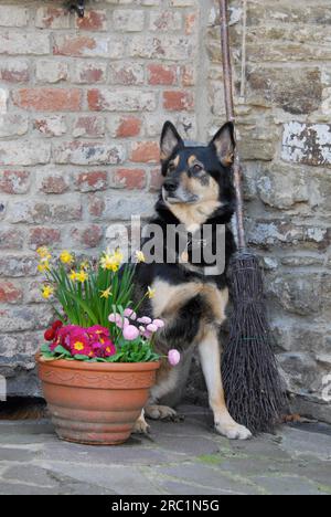 Deutscher Schäferhund (Canis lupus familiaris) gemischte Rasse, im Innenhof sitzend, deutscher Schäferhund gemischter Rasse, im Innenhof sitzend Stockfoto