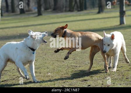 Zwei Weiße Schweizer Schäferhunde und ein Rhodesian Ridgeback spielen zusammen, FCI Standard Nr. 347 und Nr. 146, zwei Weiße Schweizer Schäferhunde (Berger Blanc Stockfoto