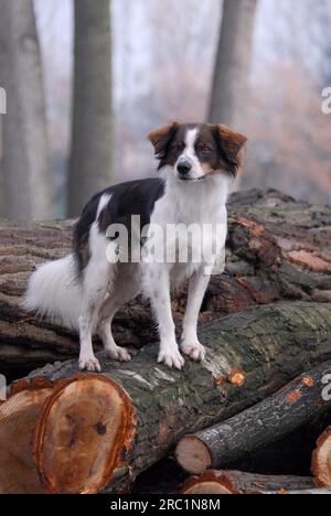 Kromfohrlaender, männlich, glatte Haare, weiß mit dunkelbraunen Markierungen, auf Stämmen stehend, FCI-Standard Nr. 192, lang, weiß mit dunkelbraun Stockfoto