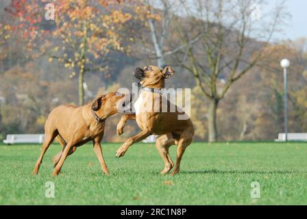 Rhodesian Ridgeback und German Boxer spielen zusammen auf einer Wiese, FCI Standard No. 146 und No. 144, Rhodesian Ridgeback und German Boxer spielen Stockfoto