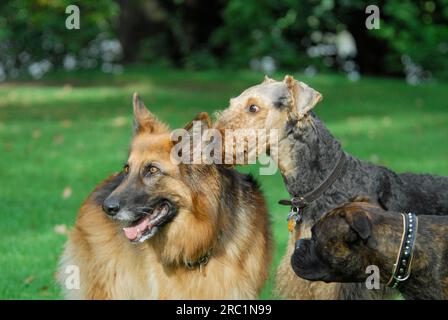 Deutscher Schäferhund (Canis lupus familiaris) und Airedale Terrier, nebeneinander, FCI-Standard Nr. 166 und Nr. 7, Deutscher Schäferhund und Stockfoto