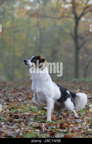 Kromfohrlaender, männlich, glatte Haare, weiß mit dunkelbraunen Markierungen, aufmerksam auf einer Wiese mit Herbstblättern stehen, FCI-Standard Nr. 192, lang Stockfoto