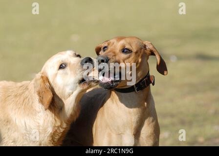 Golden Retriever und Rhodesian Ridgeback spielen zusammen, FCI Standard No. 111 und No. 146, Golden Retriever und Rhodesian Ridgeback spielen Stockfoto