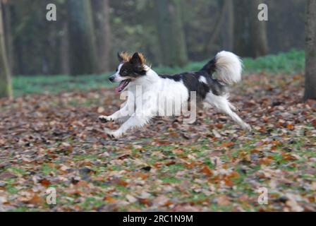 Kromfohrlaender, männlich, glatte Haare, weiß mit dunkelbraunen Markierungen, über eine Wiese mit Herbstblättern, FCI-Standard Nr. 192, lange Haare Stockfoto