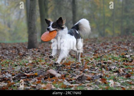 Kromfohrlaender, männlich, glatte Haare, weiß mit dunkelbraunen Markierungen, über eine Wiese mit Herbstblättern, FCI-Standard Nr. 192, lange Haare Stockfoto