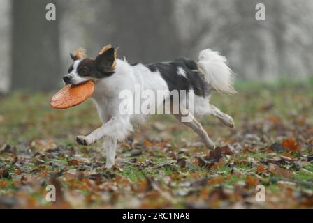 Kromfohrlaender, männlich, glatte Haare, weiß mit dunkelbraunen Markierungen, über eine Wiese mit Herbstblättern, FCI-Standard Nr. 192, lange Haare Stockfoto