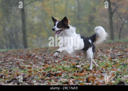 Kromfohrlaender, männlich, glatte Haare, weiß mit dunkelbraunen Markierungen, über eine Wiese mit Herbstblättern, FCI-Standard Nr. 192, lange Haare Stockfoto