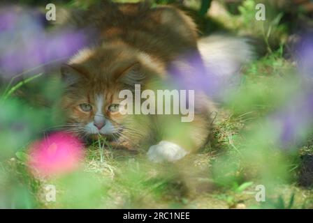 Hauskatze, Red Tabby mit White, die durch die Wildkatze (Felis silvestris) Forma catus, domesticus schaut Stockfoto