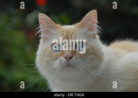 Hauskatze, Creme Tabby Point blauäugig, Porträt, Katze, Creme Tabby Point blauäugig, Wildkatze (felis silvestris) forma catus, domesticus Stockfoto