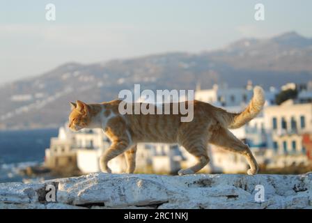 Hauskatze, Red Tabby mit Weiß, geht über eine Mauer mit Blick auf die Altstadt von Mykonos, auch Klein Venedig genannt, Kykladen, Griechenland Stockfoto
