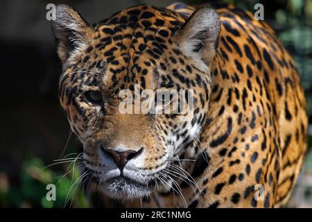 Jaguar (Panthera onca), Captive, Zoo, Deutschland Stockfoto