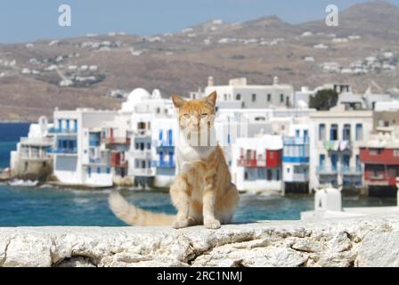Hauskatze, Red Tabby mit Weiß, sitzt an einer Wand mit Blick auf die Altstadt von Mykonos, auch Klein Venedig genannt, Kykladen, Griechenland, Katze Stockfoto