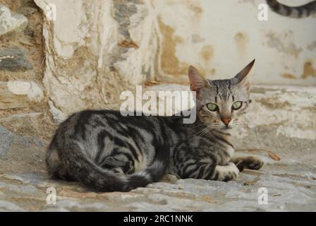 Hauskatze, Silver Tabby, ruht auf felsigem Boden, Kykladen, Griechenland, Wildkatze ohne Stammbaum (felis silvestris) forma catus, domesticus Stockfoto