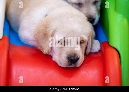 Labrador Golden Retriever kombiniert die Hündchen auf einer bunten Spielzeugrutsche. Stockfoto