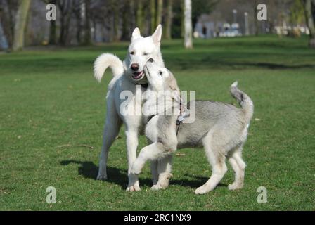 Ein Weißer Schweizer Schäferhund (Canis lupus familiaris) und ein junger Alaska Malamute, 15 Wochen alter Welpe, spielen zusammen, FCI-Standard Nr. 347 Stockfoto