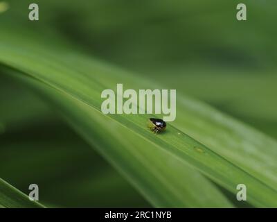 Schwarzer Blattrichter. Wissenschaftliche Bezeichnung: Acutalis tartarea. Division: Arthropoda. Ordnung: Hemiptera. Familie: Membracidae (Treehopper). Stockfoto