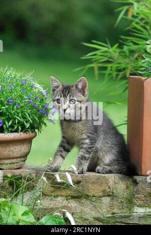 Junge Hauskatze, Tabby, sitzt an einer Wand zwischen Blumentöpfen, Kätzchen, Non-Pedigree Shorthair, sitzt an einer Wand zwischen Wildkatze (felis Stockfoto