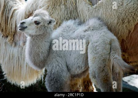 Bactrianisches Kamel, Kamel, Bactrianisches Kamel, Camelus Steppe Wolf (Bactrianus), Jungtier, Gefangener Zoo, Deutschland Stockfoto