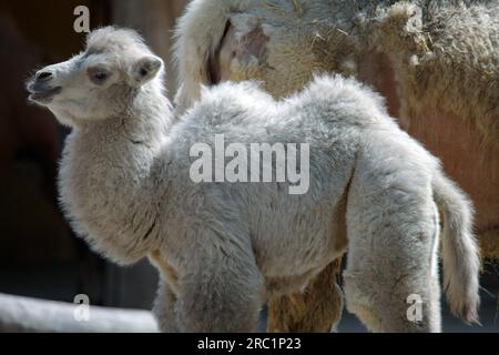 Bactrianisches Kamel, Kamel, Bactrianisches Kamel, Camelus Steppe Wolf (Bactrianus), Jungtier, Gefangener Zoo, Deutschland Stockfoto