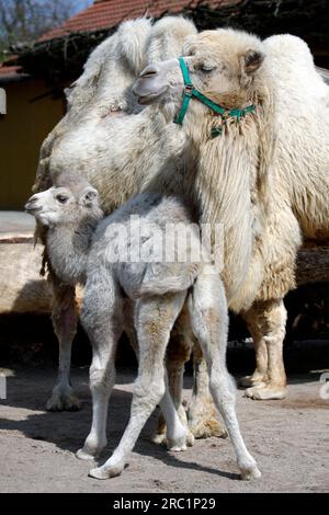 Bactrianisches Kamel, Kamel, Bactrianisches Kamel, Camelus Steppe Wolf (Bactrianus), Jungtier, Gefangener Zoo, Deutschland Stockfoto