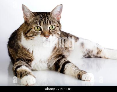 Porträt einer Hauskatze auf Weiß Stockfoto