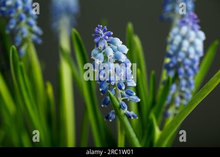 Nahaufnahme der zarten blauen Traubenhyazinthen (Muscari armeniacum) Stockfoto