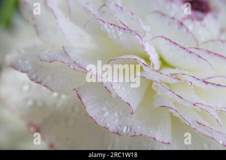 Makroaufnahme einer Ranunculusblume mit kleinen Taufläufen Stockfoto