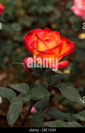 Hokotu Rose Flower Government Rose Garden Centenary Rose Park in Vijayanagaram in Ooty Udhagamandalam, Nilgiris, Tamil Nadu, Südindien, Indien, Asien Stockfoto