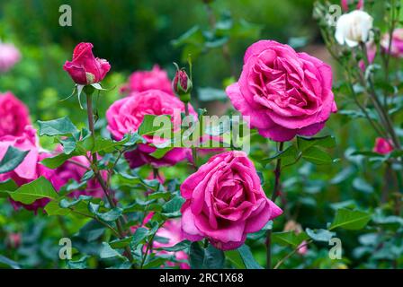 Rose Flowers Government Rose Garden Centenary Rose Park in Vijayanagaram in Ooty Udhagamandalam, Nilgiris, Tamil Nadu, Südindien, Indien, Asien Stockfoto