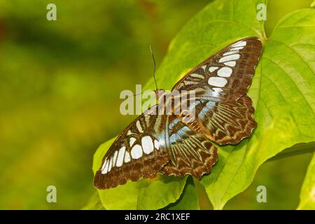 Clipper (Parthenos Sylvia) Stockfoto