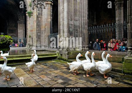 Beherbergt Gänse als Wächter, Innenhof der Kathedrale, Place de la Seu, Barcelona, Katalonien, Spanien Stockfoto