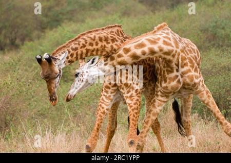 Maasai Giraffen, Maasai Mara Game Reserve (Giraffa camelopardalis tippelskirchii), Kenia Stockfoto