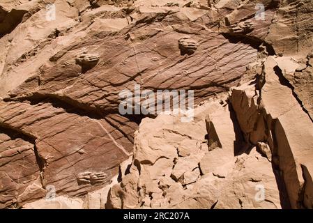 Fossilized Dinosaur Footprints, Laguna Brava, Las Vicunas National Reserve, High Andes, La Rioja Province, Argentinien Stockfoto