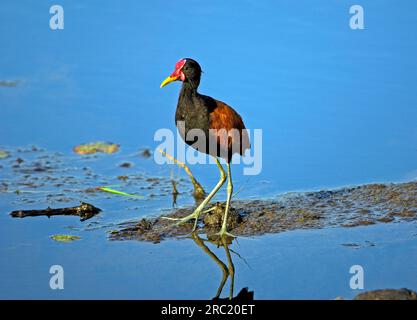 Wattled Jacana (Jacana Jacana), Pantanal, Brasilien Stockfoto