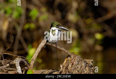 Amazon Kingfisher (Chloroceryle Amazona), Pantanal, Brasilien Stockfoto