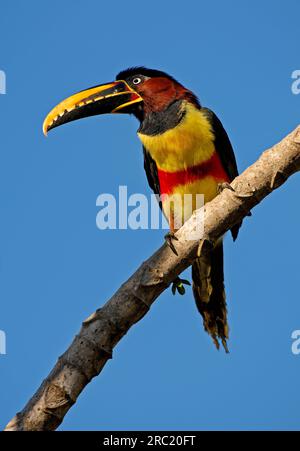 Kastanien-Schmuckschildkröte Aracari (Pteroglossus Castanotis), Pantanal, Brasilien Stockfoto