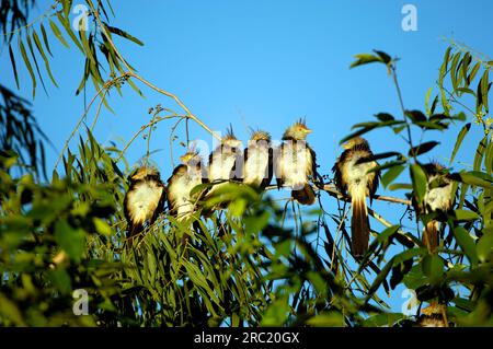 GUIRA-Kuckuck (Guira guira), guira-Kuckuck, Brasilien Stockfoto