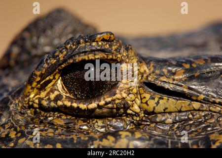 Paraguayan caiman, Eye, Pantanal (Caiman crocodilus yacare), Brasilien Stockfoto