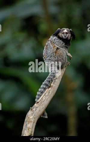 Schwarzer Büscheläffchen (Callithrix penicillata), schwarzer Büscheläffchen, Brasilien Stockfoto